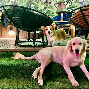 Rom Casa , Da Nang Vietnam